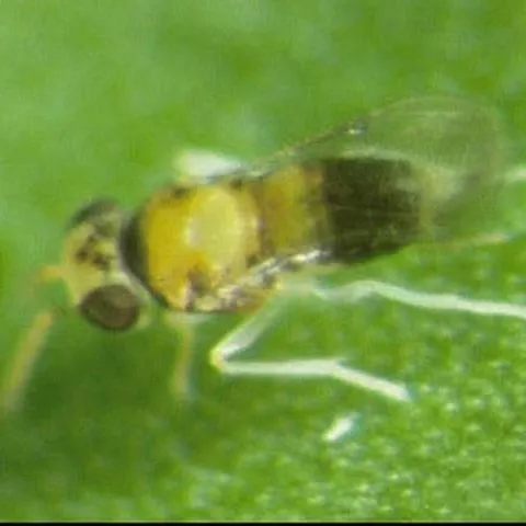 thumbnail for publication: A Citrus Blackfly Parasitoid, Encarsia perplexa Huang and Polaszek (Insecta: Hymenoptera: Aphelinidae)
